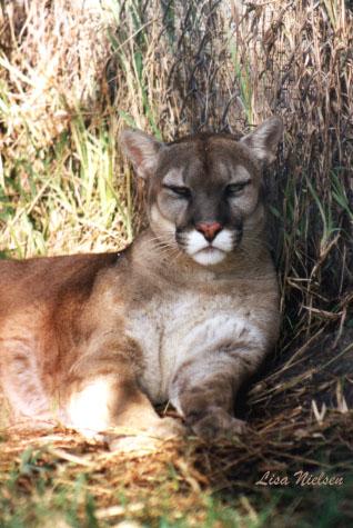 103-8a-Cougar-resting on grass-by Lisa Purcell.jpg