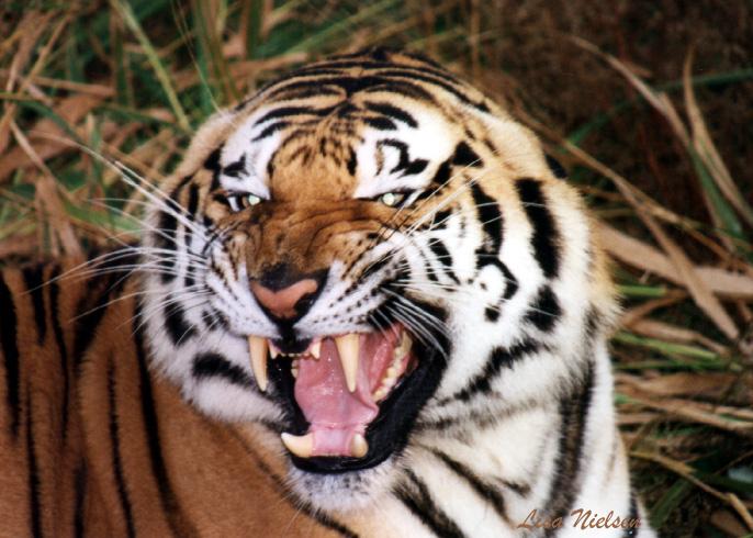 110-10-Tiger-snarling face closeup-by Lisa Purcell.jpg