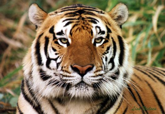 111-10a-Tiger-face closeup-by Lisa Purcell.jpg
