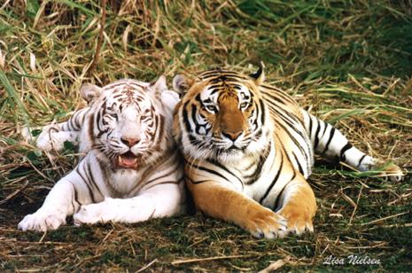 111-27a-A White n A Normal Tigers-sitting on grass-by Lisa Purcell.jpg