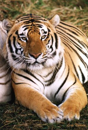 111-31a-Tiger-rests-closeup-by Lisa Purcell.jpg