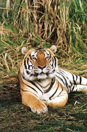 111-4a-Tiger-rests on grass-by Lisa Purcell.jpg