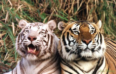112-0-A White n A Normal Tigers-face closeup-by Lisa Purcell.jpg