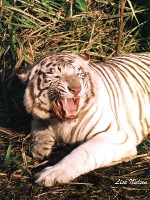 112-18-White Tiger-snarls on grass-by Lisa Purcell.jpg