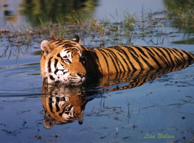 113-22-Tiger-in water-reflection-by Lisa Purcell.jpg