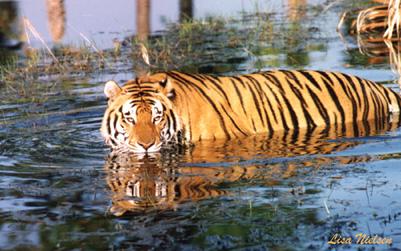 113-33-Tiger-walking in water-by Lisa Purcell.jpg