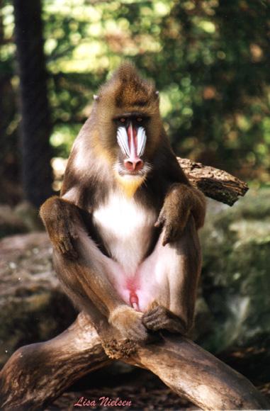 114-12a-Mandrill Baboon-sitting on log-by Lisa Purcell.jpg