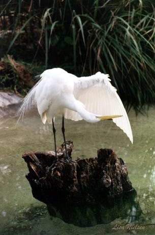 114-18a-Large Egret-self inspection-by Lisa Purcell.jpg