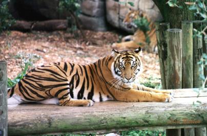 114-20a-Sumatran Tiger-sitting on log-by Lisa Purcell.jpg