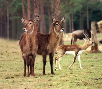 115-17-Waterbucks pair-n-Blackbuck-Antelopes-by Lisa Purcell.jpg
