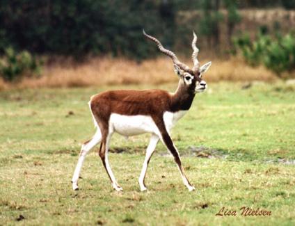 115-18-Blackbuck Antelope-mature male-by Lisa Purcell.jpg
