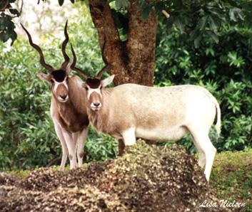 115-4-Addax Antelopes-pair under tree-by Lisa Purcell.jpg