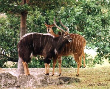 116-23a-Nyala Antelopes-pair-by Lisa Purcell.jpg