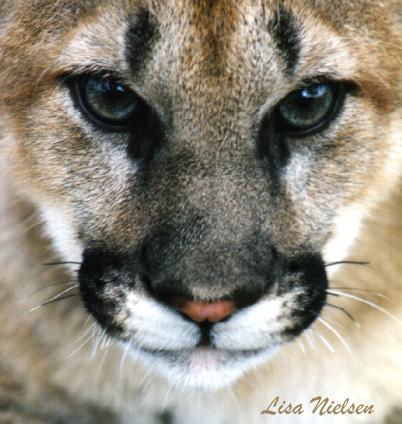 124-8-Cougar-cub face closeup-by Lisa Purcell.jpg
