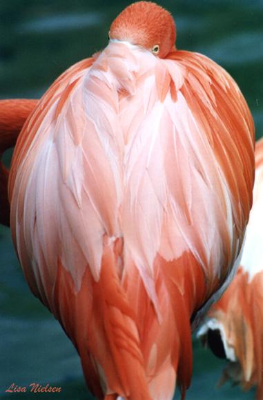 126-21-Flamingo-feathering-closeup-by Lisa Purcell.jpg