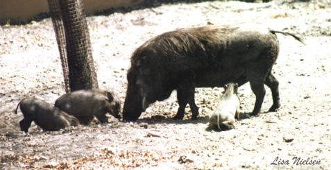 135-22-Warthogs-mom and babies-by Lisa Purcell.jpg