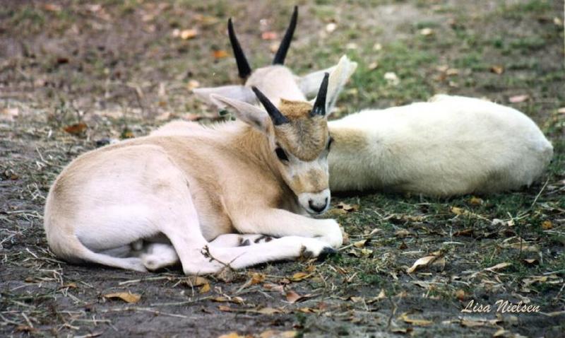 135-27-Addax Antelopes-2 babies sitting on ground-by Lisa Purcell.jpg