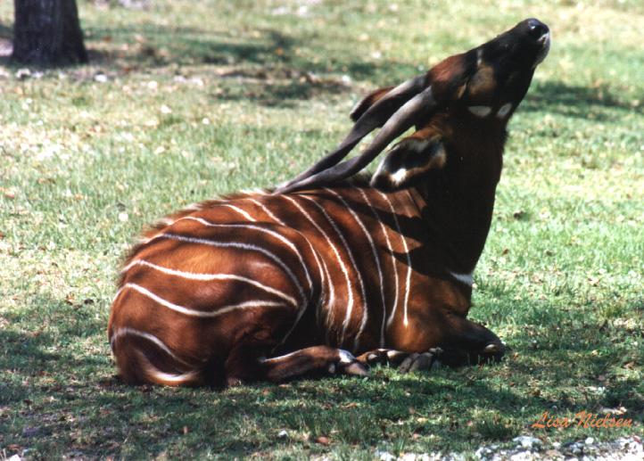 136-13-Bongo Antelope-scratching-sitting on grass-by Lisa Purcell.jpg