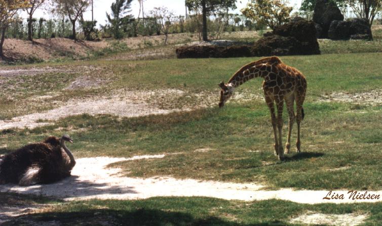 136-15-Young Giraffe-and-Ostrich-Miami Metrozoo-by Lisa Purcell.jpg
