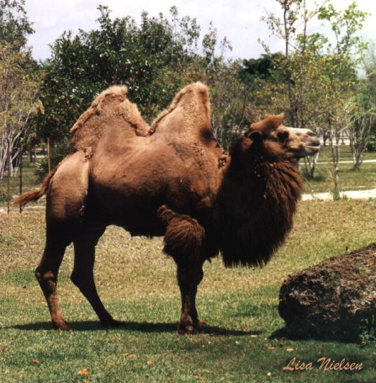 136-2-Bactrian Camel-male Miami Metrozoo-by Lisa Purcell.jpg