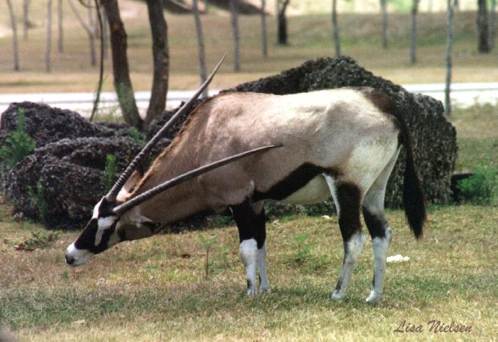 136-4-Gemsbok Antelope-scratching-Miami Metrozoo-by Lisa Purcell.jpg
