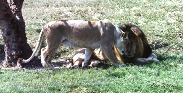 137-12-Lions-couple greeting-by Lisa Purcell.jpg