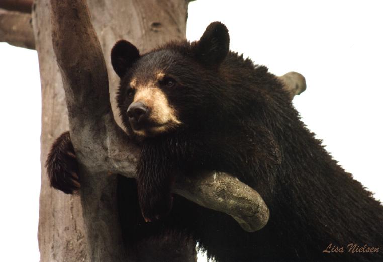 138-16-Young American Black Bear-on tree-by Lisa Purcell.jpg