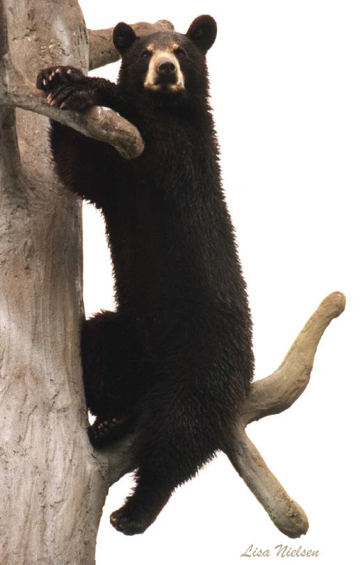 138-17-Young American Black Bear-on tree-by Lisa Purcell.jpg