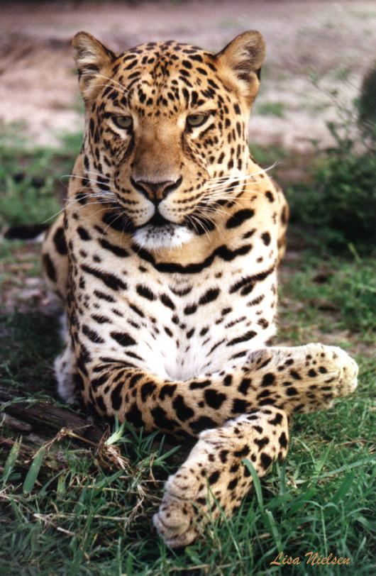 140-16-Leopard-sitting on grass-by Lisa Purcell.jpg