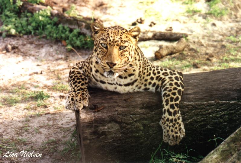140-3-Leopard-female-leaning log-by Lisa Purcell.jpg