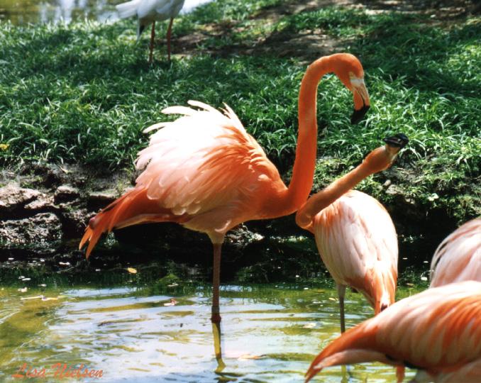 141-3-Flamingos-dominance display-by Lisa Purcell.jpg