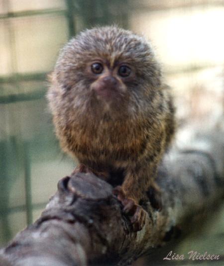 142-4-Pygmy Marmoset-on branch-closeup-by Lisa Purcell.jpg