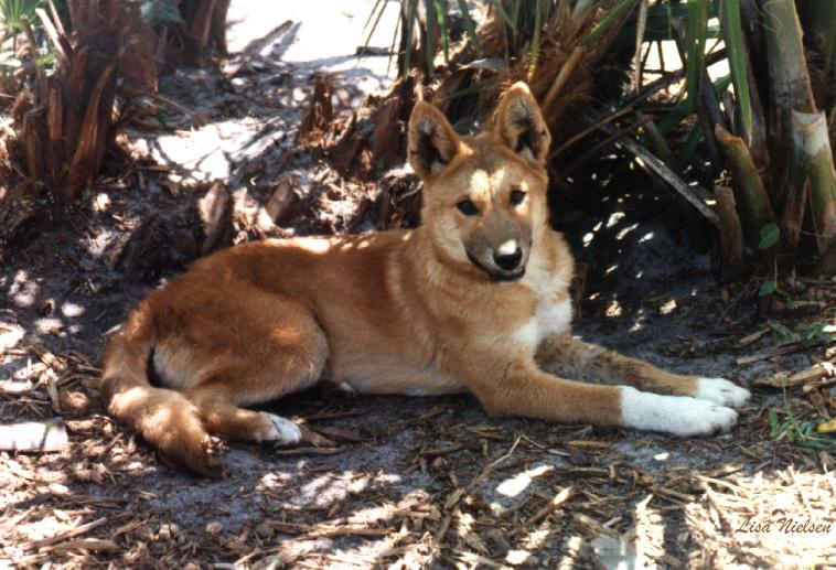 142-5-Dingo-4 month old puppy-by Lisa Purcell.jpg