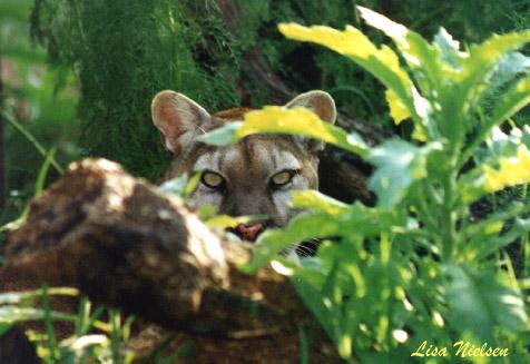 146-2-Cougar-cub face behind tree-by Lisa Purcell.jpg