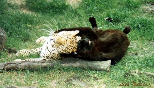 146-8-A Black and A Normal Leopards-pair playing-by Lisa Purcell.jpg