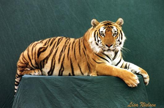 149-11-Tiger Posing on desk-by Lisa Purcell.jpg