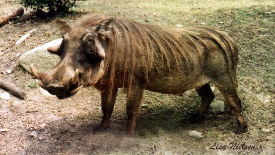 158-34-Male Warthog-with great mane-by Lisa Purcell.jpg