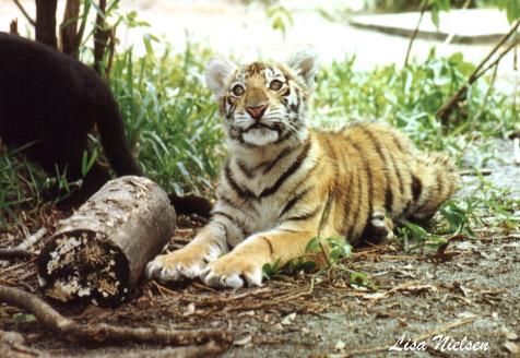 161-14-Tiger-cub sitting on ground-by Lisa Purcell.jpg