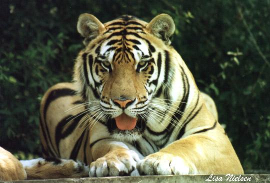 161-34-Tiger-Shere Khan-closeup-by Lisa Purcell.jpg