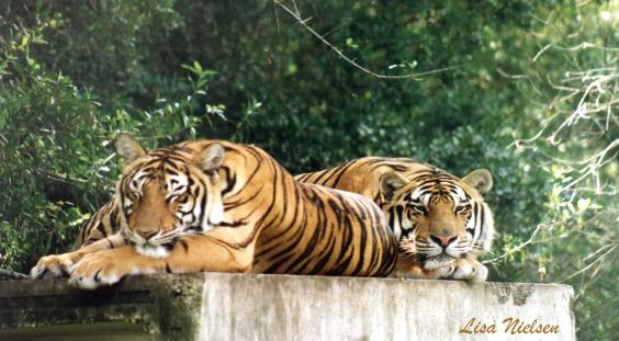 162-24a-Tigers-pair sleeping-by Lisa Purcell.jpg