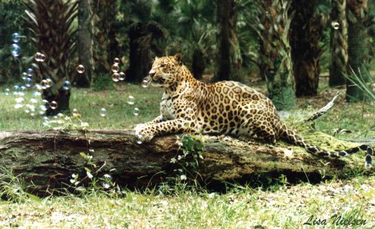 168-32-Leopard-with bubbles on log-by Lisa Purcell.jpg