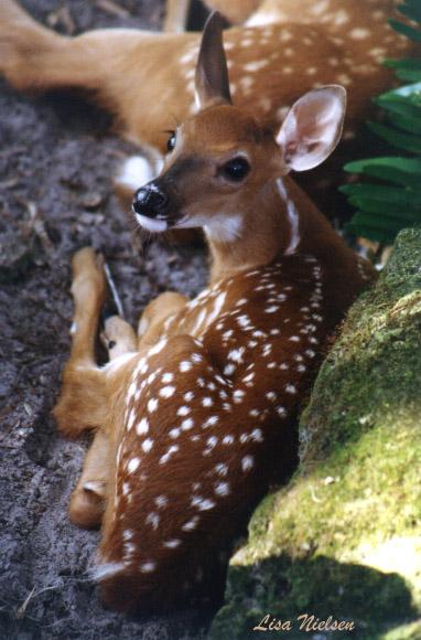 178-1-Deer-fawn-closeup-by Lisa Purcell.jpg