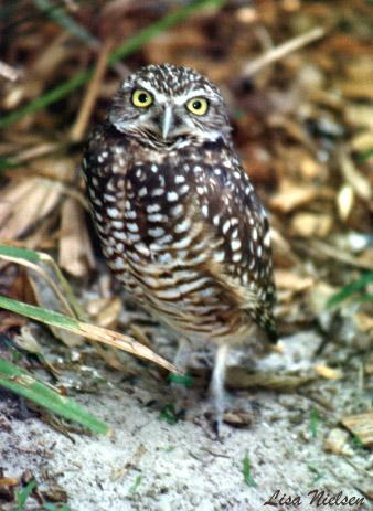 178-2-Burrowing Owl-closeup-by Lisa Purcell.jpg