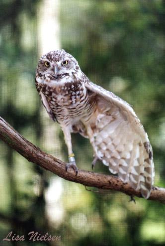 178-3-Burrowing Owl-stretching on branch-by Lisa Purcell.jpg