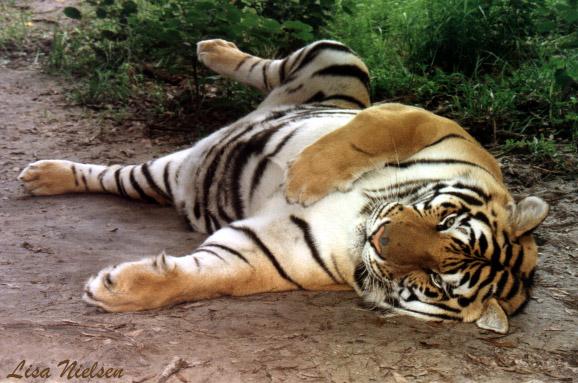 180-18-Tiger-full relaxing-by Lisa Purcell.jpg