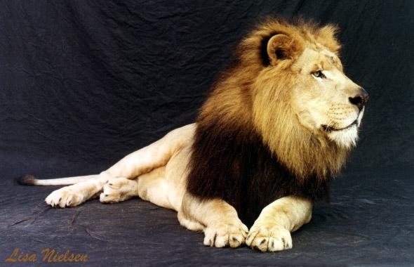 185-19-Male Lion-closeup-by Lisa Purcell.jpg