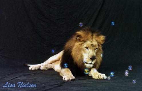 185-24-Male Lion-with bubbles-by Lisa Purcell.jpg