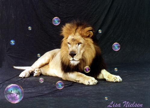 185-25-Male Lion-with bubbles-by Lisa Purcell.jpg