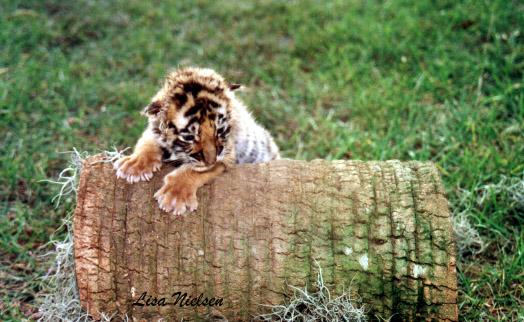 187-15-Tiger-10 days old cub-playing-by Lisa Purcell.jpg