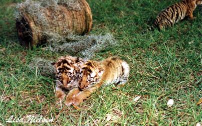 187-22-Tiger-cubs-sleepy-by Lisa Purcell.jpg